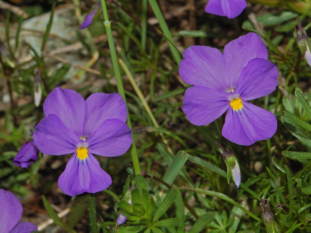Viola bertolonii / Viola di Bertoloni
